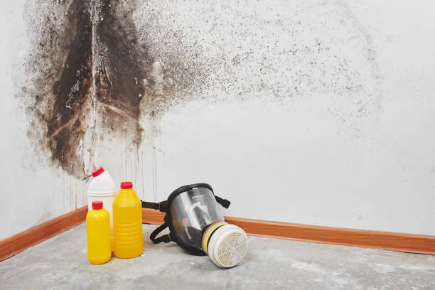 Best Residential Mold Removal  in West Sand Lake, NY