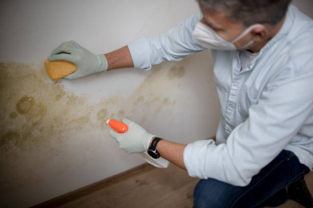 Mold Removal Process in West Sand Lake, NY
