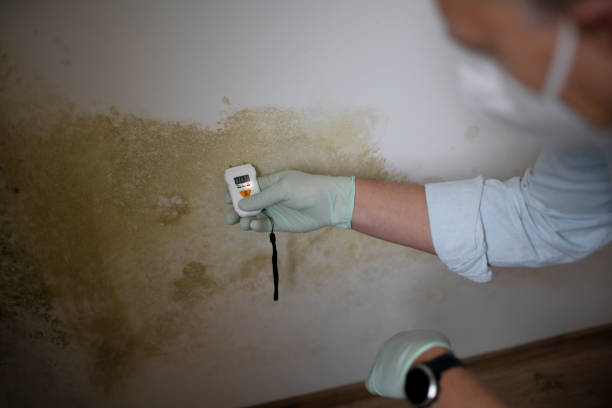 Best Professional Mold Removal  in West Sand Lake, NY