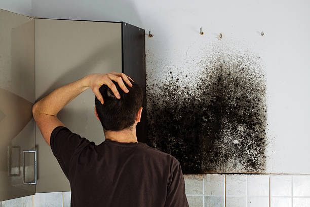 Best Certified Mold Removal  in West Sand Lake, NY