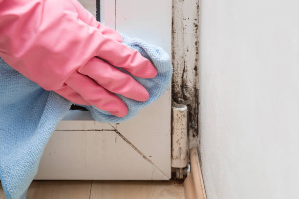 Certified Mold Removal in West Sand Lake, NY