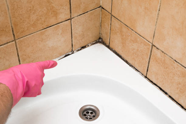 Best Mold Remediation  in West Sand Lake, NY